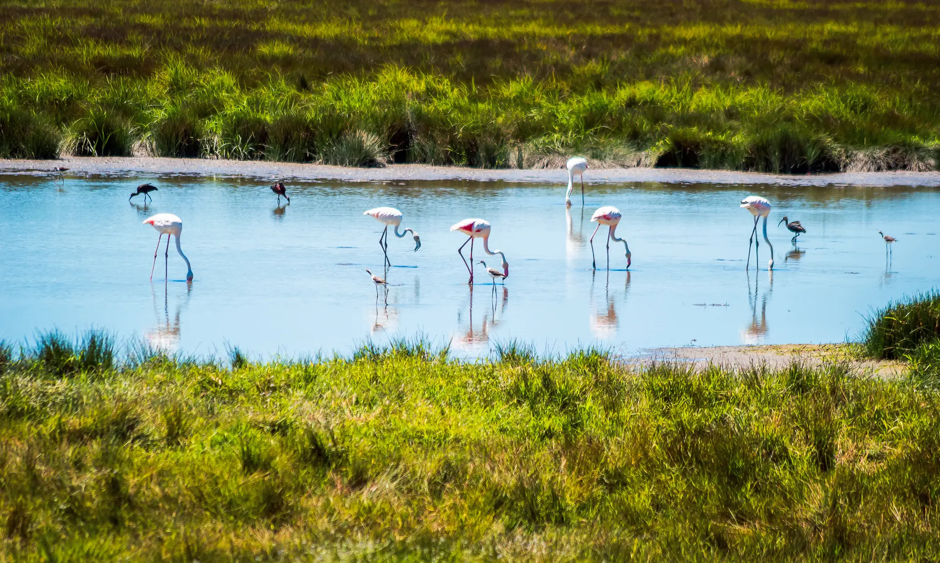 Excursion in Doñana - Tours in Andalucia