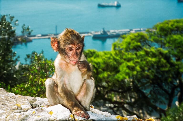 Gibraltar tours